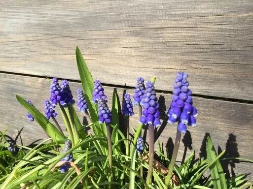 阿罗游学新西兰#8：有趣的新西兰英语