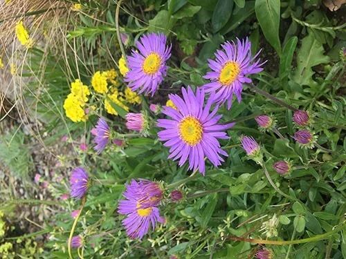 阿罗游学新西兰#8：有趣的新西兰英语