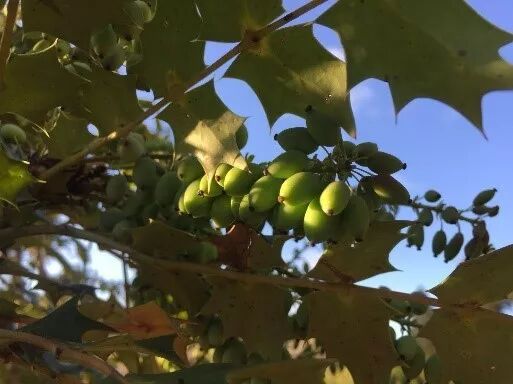 阿罗游学新西兰#8：有趣的新西兰英语