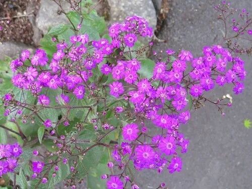 阿罗游学新西兰#8：有趣的新西兰英语