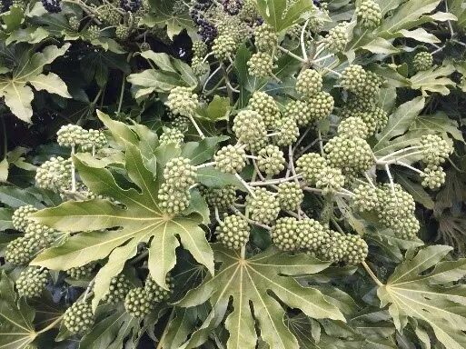 阿罗游学新西兰#8：有趣的新西兰英语