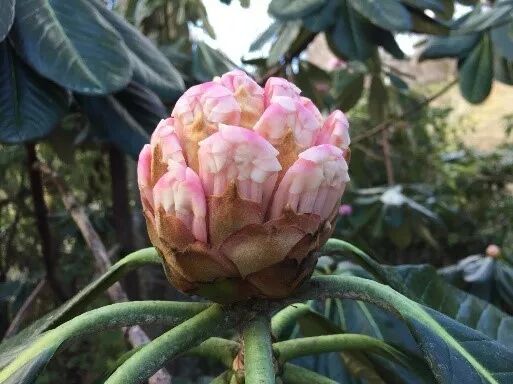 阿罗游学新西兰#8：有趣的新西兰英语