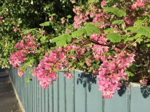 阿罗游学新西兰#8：有趣的新西兰英语