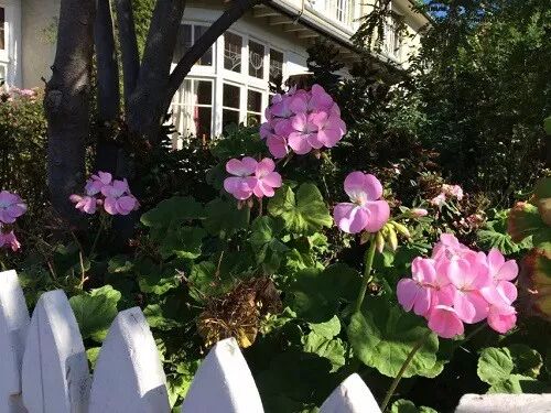 阿罗游学新西兰#8：有趣的新西兰英语