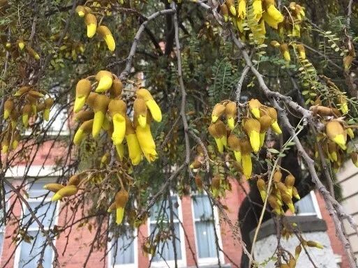 阿罗游学新西兰#8：有趣的新西兰英语