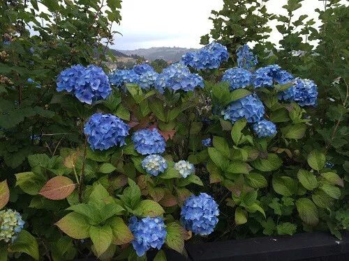 阿罗游学新西兰#8：有趣的新西兰英语