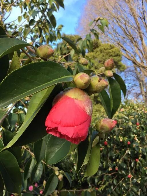 阿罗留学新西兰#6：但尼丁植物园