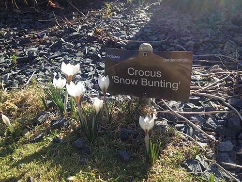 阿罗留学新西兰#6：但尼丁植物园