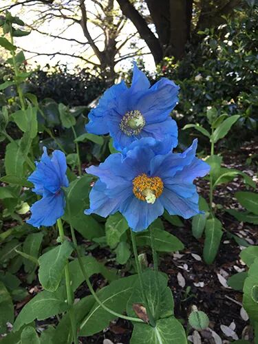 阿罗留学新西兰#6：但尼丁植物园