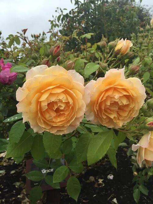 阿罗留学新西兰#6：但尼丁植物园