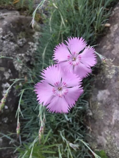 阿罗留学新西兰#6：但尼丁植物园