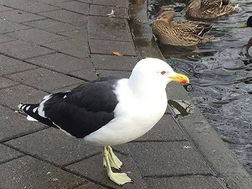 阿罗留学新西兰#6：但尼丁植物园