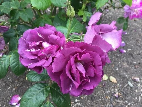 阿罗留学新西兰#6：但尼丁植物园