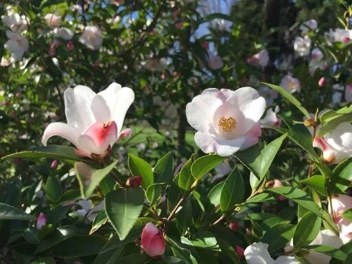 阿罗留学新西兰#6：但尼丁植物园