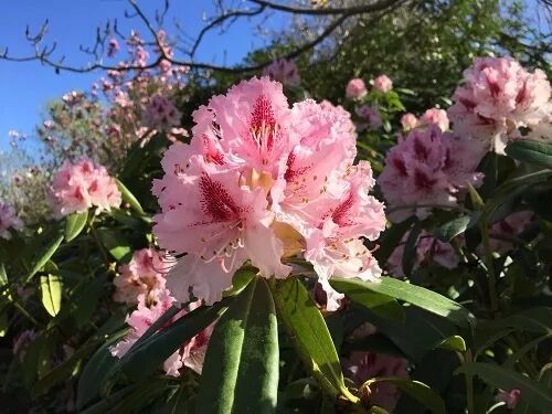 阿罗留学新西兰#6：但尼丁植物园