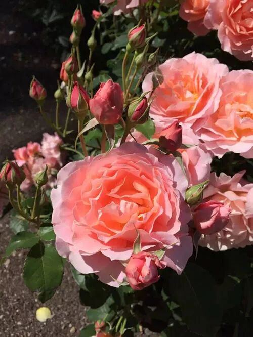 阿罗留学新西兰#6：但尼丁植物园