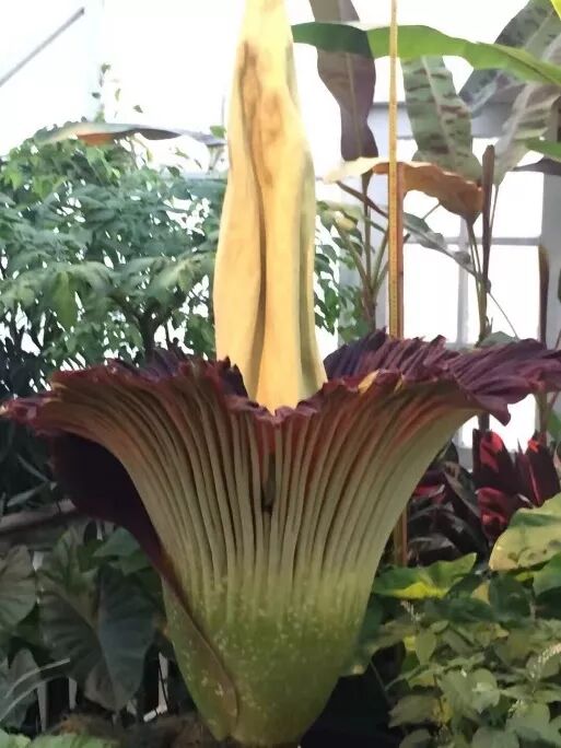 阿罗留学新西兰#6：但尼丁植物园