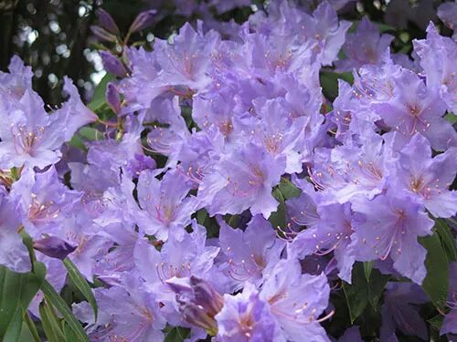 阿罗留学新西兰#6：但尼丁植物园