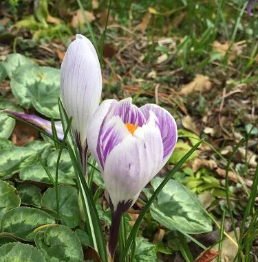 阿罗留学新西兰#6：但尼丁植物园