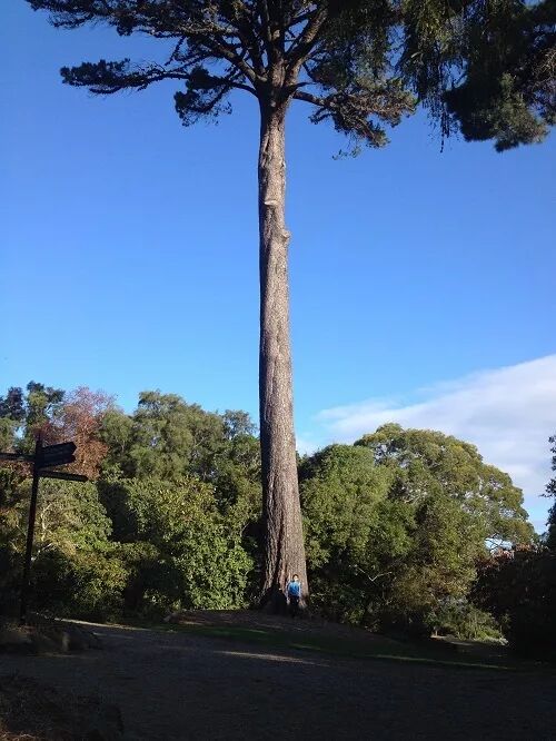 阿罗留学新西兰#6：但尼丁植物园