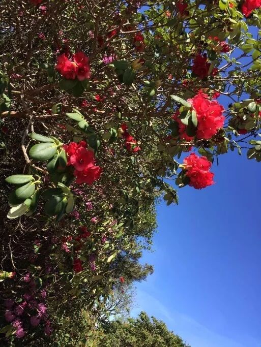 阿罗留学新西兰#6：但尼丁植物园