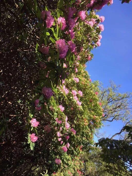 阿罗留学新西兰#6：但尼丁植物园