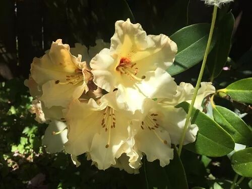 阿罗留学新西兰#6：但尼丁植物园