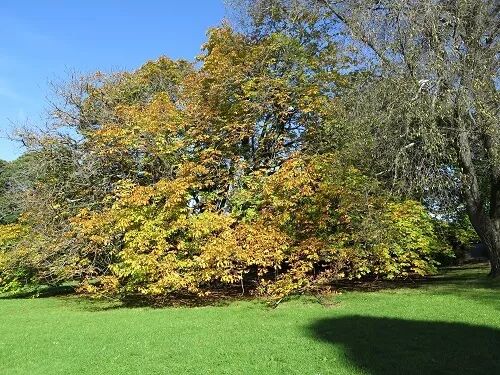 阿罗留学新西兰#6：但尼丁植物园