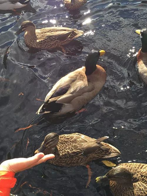 阿罗留学新西兰#6：但尼丁植物园