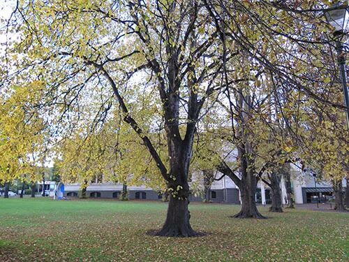 阿罗游学新西兰#4：终于在旦尼丁安顿下来啦