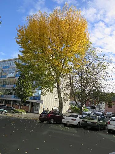 阿罗游学新西兰#4：终于在旦尼丁安顿下来啦