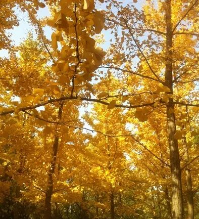 阿罗游学新西兰#2：签证办理与出行准备