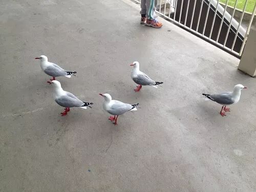 阿罗游学新西兰#7：不喜欢放假，喜欢上学的孩子