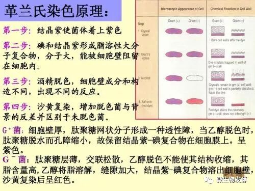 革兰氏阳性细菌和革兰氏阴性细菌区别及染色原理 微生物发酵 微信公众号文章阅读 Wemp