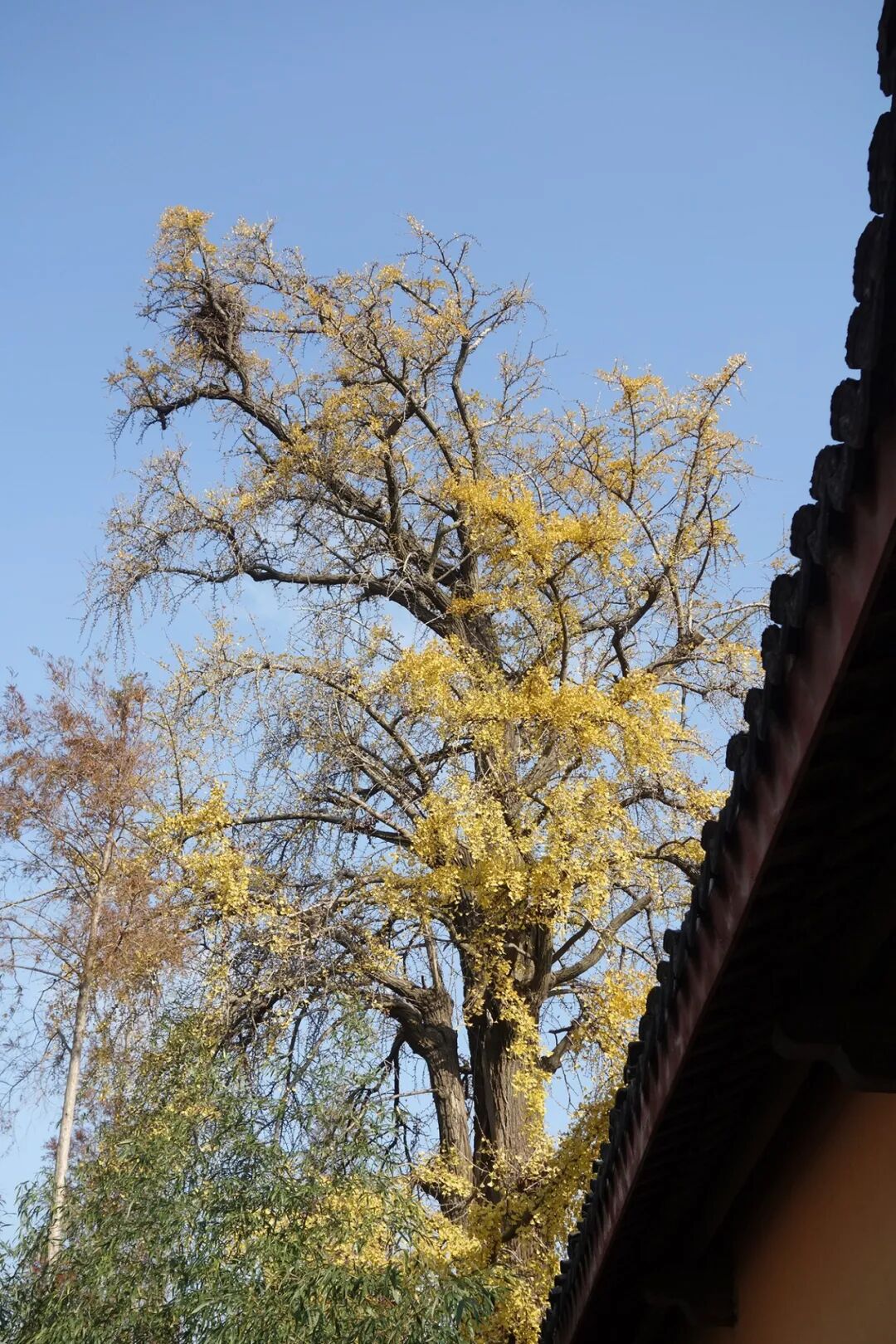 阳光的映衬下透过镜头旃檀禅院始建于南宋淳熙年间(1174年～1189年)