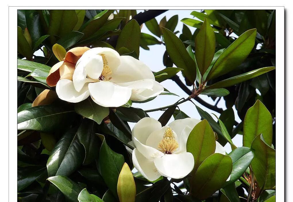 广玉兰又被称为洋玉兰是木兰科木兰属植物