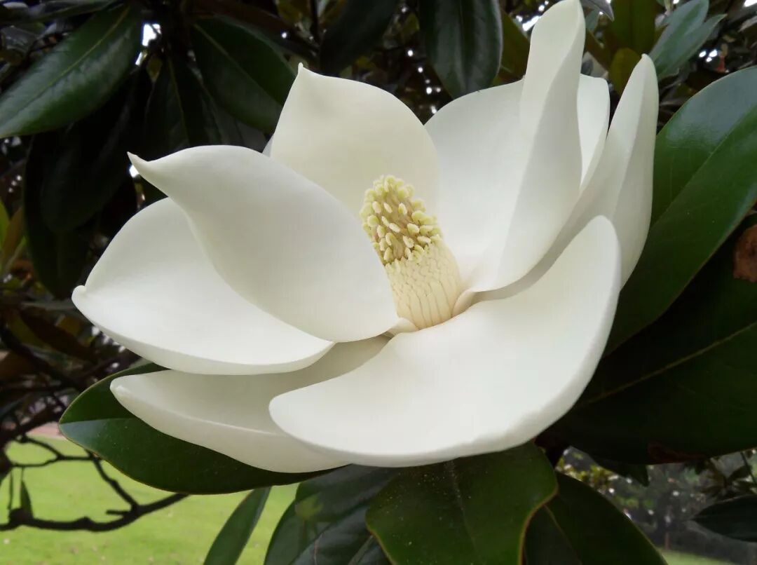 广玉兰又被称为洋玉兰是木兰科木兰属植物