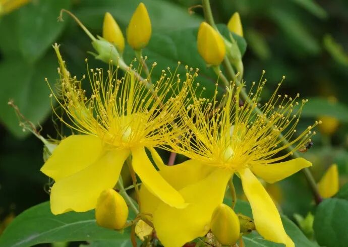 金丝桃花叶秀丽,花冠如桃花,雄蕊金黄色,细长如金丝