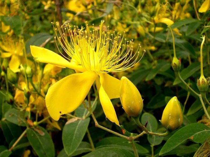 金丝桃花叶秀丽花冠如桃花雄蕊金黄色细长如金丝绚丽可爱