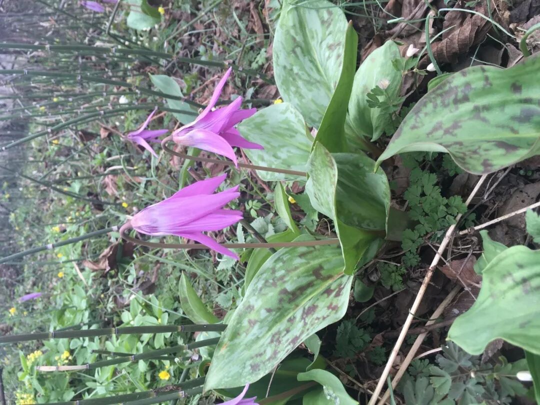 猪牙花为百合科猪牙花属 上海一休园艺有限公司
