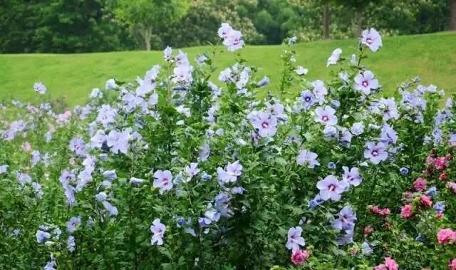 朝开暮落木槿花 最新资讯 上海一休园艺有限公司