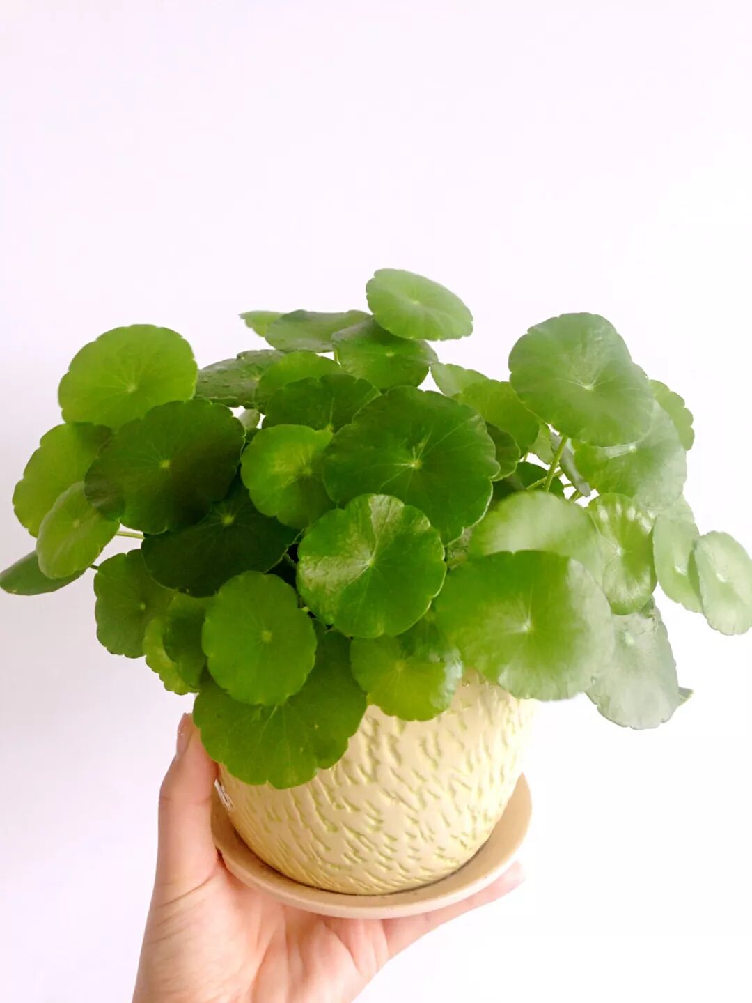 铜钱草又名香菇草属多年生湿生草本作物