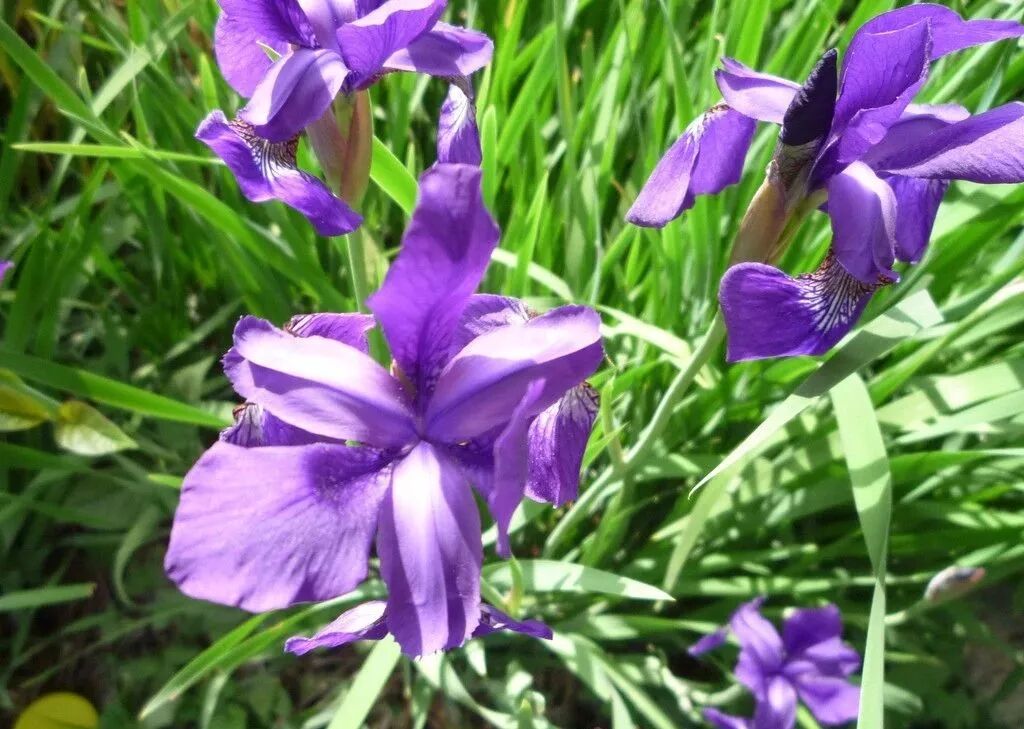 鸢尾属单子叶植物纲百合目鸢尾科多年生草本植物