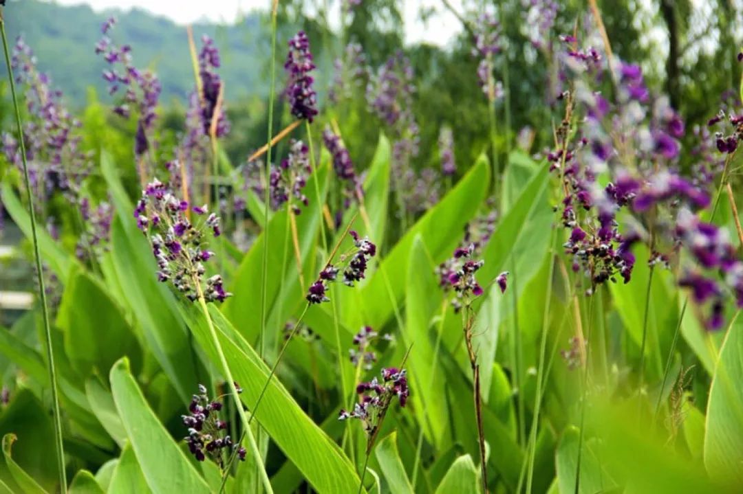 再力花别名水竹芋水莲蕉