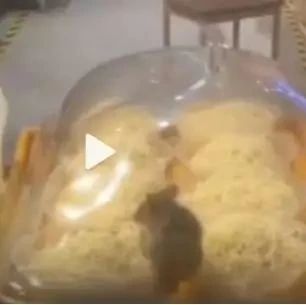 广西一服务区餐馆装面的盘子惊现老鼠，然而顾客已吃完面……
