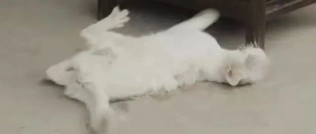 热播剧剧组否认为拍摄虐杀猫咪，网友依然吵翻了