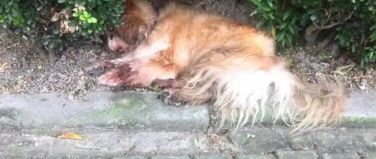18年家犬一朝遭遗弃，遇车祸奄奄一息！狗主人被传唤处罚，网友却说……