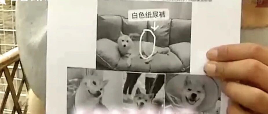 崩溃！男子丢失宠物狗，找了几天发现芯片竟在……捡狗人这样说