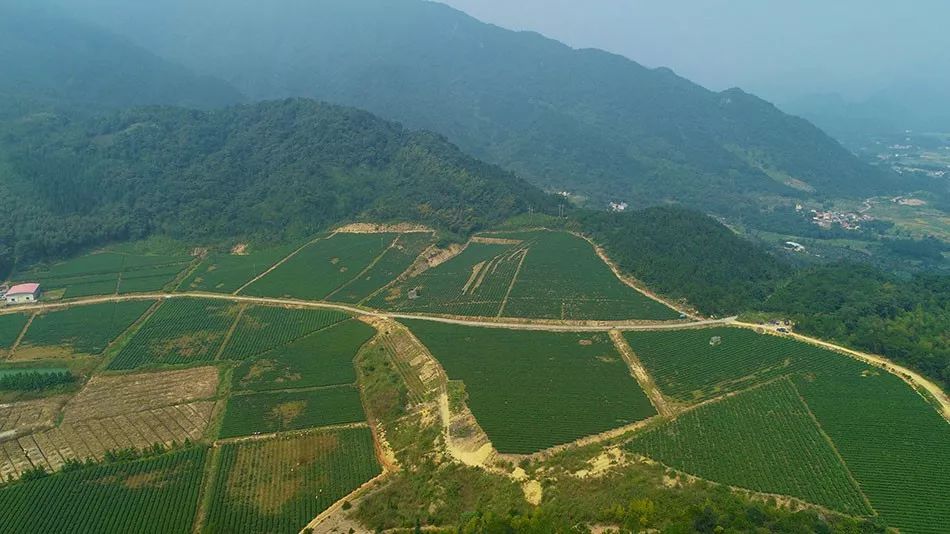 能降三高、治痔瘡的高山紅茶，每天泡來喝，省下不少藥錢！ 健康 第15張