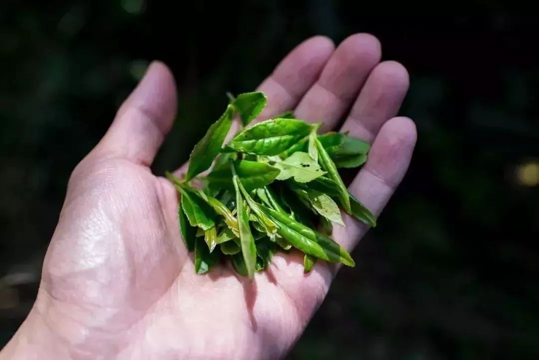 能降三高、治痔瘡的高山紅茶，每天泡來喝，省下不少藥錢！ 健康 第17張